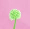 Decorative green flower onion on pink background. Fashion minimal style. Concept art.