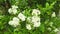 Decorative green flowering pyracantha bushes