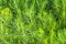 Decorative green grass, imitating fir twigs, macro.