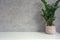 Decorative green house plant near a concrete look wall modern design