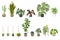 Decorative Green House plants set. Indoor flower pot collection