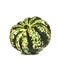 Decorative Green Squash