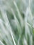 Decorative green and white grass.  Arrhenatherum elatius bulbosum variegatum. Soft focus. Natural background