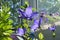 Decorative greening of balcony with different blooming plants