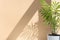 Decorative hamedorea or Areca palm in a modern flower pot in the sun against the background of a beige wall.