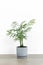 Decorative hamedorea or Areca palm in a modern flower pot on a wooden table against a white wall background.