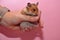 decorative hamster