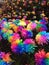 Decorative Hedge With Rainbow Chrysanthemum Flowers In The Foreground And Rainbow Roses In The Background