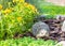 Decorative hedgehog garden decor. Ceramic statue on a flowerbed