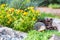 Decorative hedgehog garden decor. Ceramic statue on a flowerbed