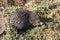 A decorative hedgehog on a grassy land with moss