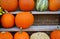 Decorative heirloom pumpkins and gourds in the fall