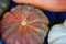 Decorative heirloom pumpkins and gourds in the fall