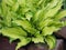 Decorative Hosta plant with yellow-green leaves and water drops in a rocky garden closeup, top view. Gardening and landscape