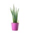 Decorative house plant