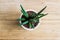 Decorative house plant - Sansevieria cylindrica, top view