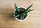 Decorative house plant - Sansevieria cylindrica, top view, shallow depth of field