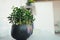 Decorative houseplant Crassula