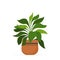 Decorative houseplant planted in ceramic pot garden potted plants