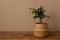 Decorative houseplant in a wicker pot