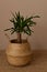 Decorative houseplant in a wicker pot