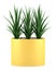 Decorative houseplant in yellow pot isolated