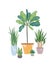Decorative houseplants flat vector illustration. Natural yucca and sansevieria in flowerpots. Potted plants, home