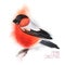 Decorative illustration. Bullfinch sits on a branch. Red winter bird. Merry Christmas lettering. Christmas card. Hand drawn