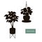 Decorative indoor houseplants in a pot standing and hanging planters silhouette