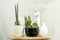 Decorative indoor plants with freshly transplanted sansevieria cylindrica from pot with new shoots, yellow opuntia microdasys and