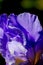 Decorative iris. Cultivated flower.