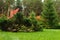 Decorative juniper on the lawn in front of the cottage