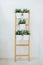 A decorative ladder plant stand to grow several plants together vertically.