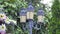 Decorative lantern against a background of green grapes