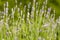 Decorative lavender Lavandula bush in a home garden