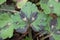 Decorative leaf of wooly buttercup plant Ranunculus lanuginosus