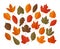 Decorative leaves, set. Autumn, leaf fall concept. Vector illustration