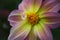 Decorative Light Purple Dahlia Flower Georgina with Yellow Heart.