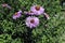 Decorative lilac asters. glastifolius groundsel