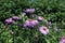 Decorative lilac asters. glastifolius groundsel