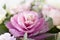 Decorative lilac cabbage. Unusual funny flower of Brassica oleracea. Bouquet flowers of roses in glass vase. Shabby chic