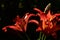 Decorative lily. Cultivated flower.