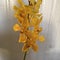 Decorative lovely dendodorium yellow orchid