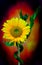 Decorative lucky bamboo plant and sunflower on dark backdrop