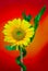 Decorative lucky bamboo plant and sunflower on vibrant backdrop