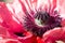 Decorative macro of a seed capsule of a red and pink poppy. With petals, stamen and pestle for background with selected focus