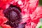 Decorative macro of a seed capsule of a red and pink poppy. With petals, stamen and pestle for background with selected focus