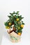 Decorative mandarin tree. Cowano, salamondin, margarita, Nagami, fukushu. Kalamandin in a gift box. Fruit tree as a gift. Isolated