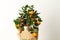 Decorative mandarin tree. Cowano, salamondin, margarita, Nagami, fukushu. Kalamandin in a gift box. Fruit tree as a gift. Isolated