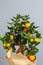 Decorative mandarin tree. Cowano, salamondin, margarita, Nagami, fukushu. Kalamandin in a gift box. Fruit tree as a gift. Isolated